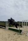 Hongre AA 4 ans 1m56