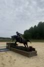Hongre AA 4 ans 1m56