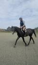 Hongre AA 4 ans 1m56