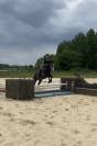 Hongre AA 4 ans 1m56