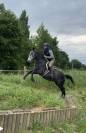Hongre AA 4 ans 1m56
