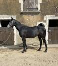 Hongre AA 4 ans 1m56