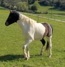 Poney D Curly hongre 