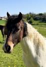 Poney D Curly hongre 