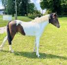 Poney D Curly hongre 