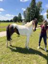 Poney D Curly hongre 