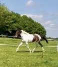 Poney D Curly hongre 