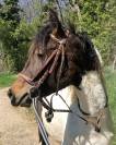 Caballo castrado Curly En venta 2023 Pío por Bidji de lilodahu