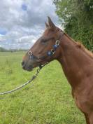 Pouliche AQPS par Robin of Navan