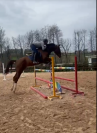 6 anni, ottime potenzialità per il salto ostacoli 