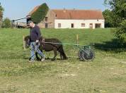 À vendre poney shetland