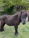 À vendre poney shetland