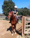 Se vende caballo Anglo-Árabe