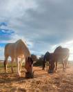Se vende caballo Anglo-Árabe