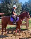 Se vende caballo Anglo-Árabe