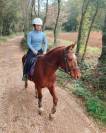 Se vende caballo Anglo-Árabe