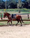 Se vende caballo Anglo-Árabe