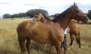 Jument pur sang 14 ans Excellentes origines