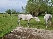 Jument CDE 5 ans – Origines exceptionnelles 
