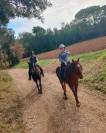 Se vende caballo Cruzado