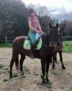 Se vende caballo Cruzado