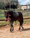 Se vende caballo Cruzado
