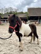 Poney 