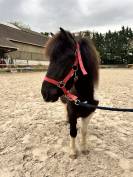 Poney 