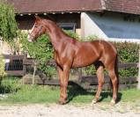 Magnifique cheval de dressage Westphalien 