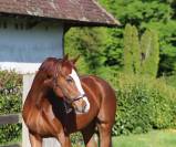 Magnifique cheval de dressage Westphalien 