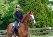 Magnifique cheval de dressage Westphalien 