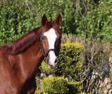 Magnifique cheval de dressage Westphalien 