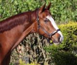 Magnifique cheval de dressage Westphalien 