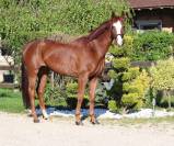 Magnifique cheval de dressage Westphalien 