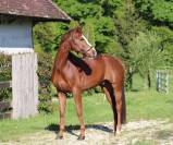 Magnifique cheval de dressage Westphalien 