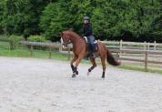 Magnifique cheval de dressage Westphalien 