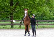 Magnifique cheval de dressage Westphalien 