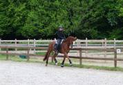 Magnifique cheval de dressage Westphalien 