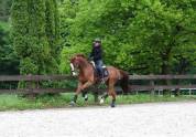 Magnifique cheval de dressage Westphalien 
