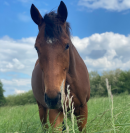 cheval pur sang 5 ans