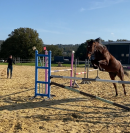 cheval pur sang 5 ans