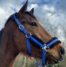cheval pur sang 5 ans