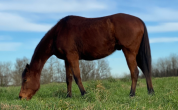 cheval pur sang 5 ans