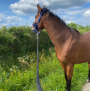 cheval pur sang 5 ans