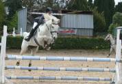 Jument de 16 ans (Espagnole) 