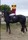 Caballo castrado Silla Francés En venta 2017 Negro por L’arc de triomphe