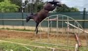 Caballo castrado Silla Francés En venta 2017 Negro por L’arc de triomphe