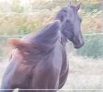 Caballo castrado Silla Francés En venta 2017 Negro por L’arc de triomphe