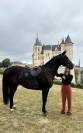 Caballo castrado Silla Francés En venta 2017 Negro por L’arc de triomphe