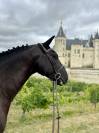 Caballo castrado Silla Francés En venta 2017 Negro por L’arc de triomphe